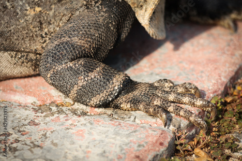 Black spiny-tailed iguana closeup, Ctenosaura similis, Riviera Maya, Mexico