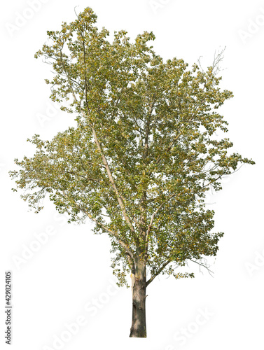 Black poplar tree cutout, isolated on white background photo