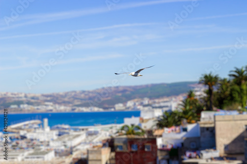 A seagull soars in the blue sky over blurred background of Tangier, Morocco.