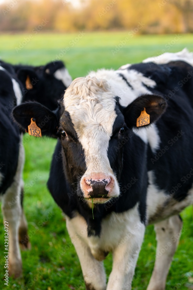 portrait of holstein cow in pasture portrait of holstein cow in pasture