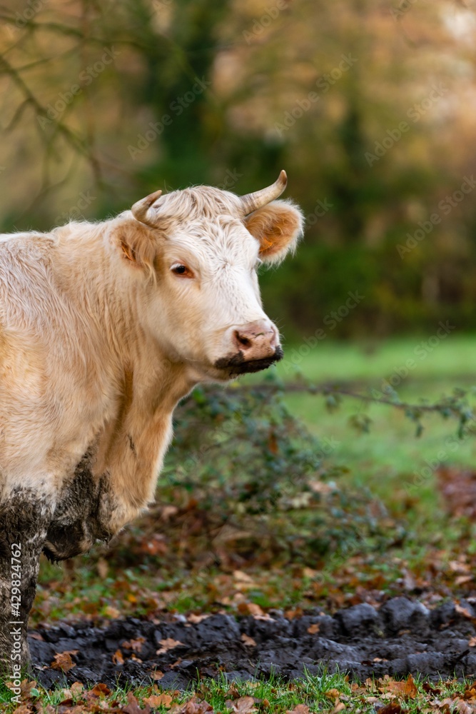 portrait of charolais cow in pasture