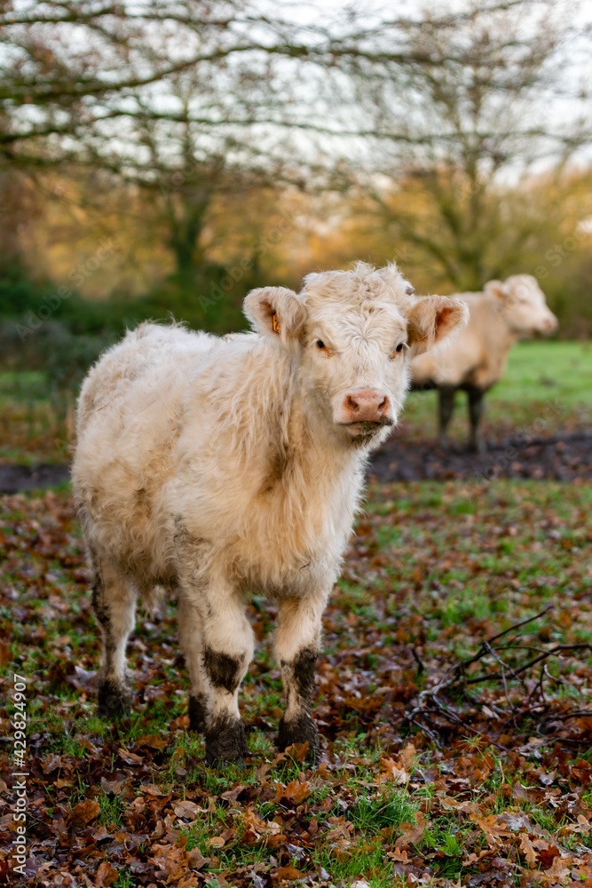 portrait of charolais veal in pasture portrait of charolais veal in pasture