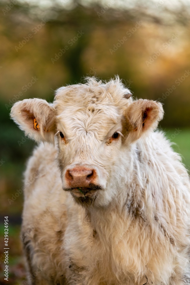 portrait of charolais veal in pasture portrait of charolais veal in pasture