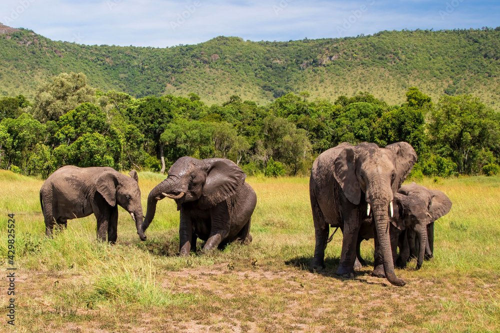 Elephants taking a mud bath  on the plains of the Masai Mara National Reserve in Kenya