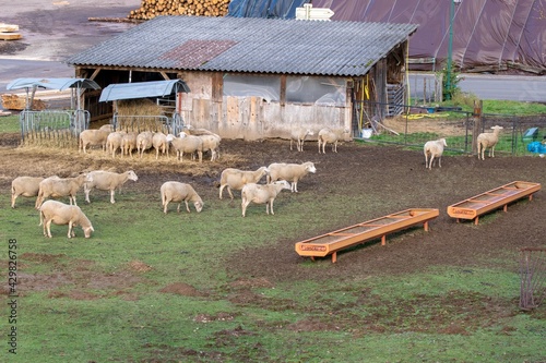 flock of sheeps in the farm photo