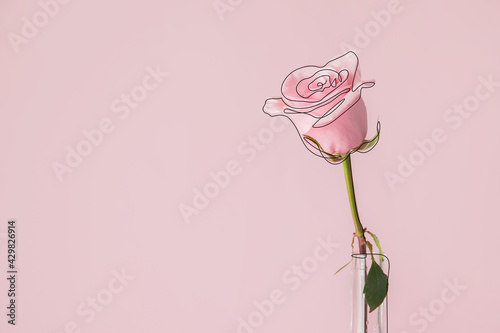 Beautiful pink rose on colo...