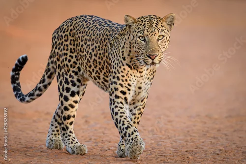 Obraz portrait of a leopard