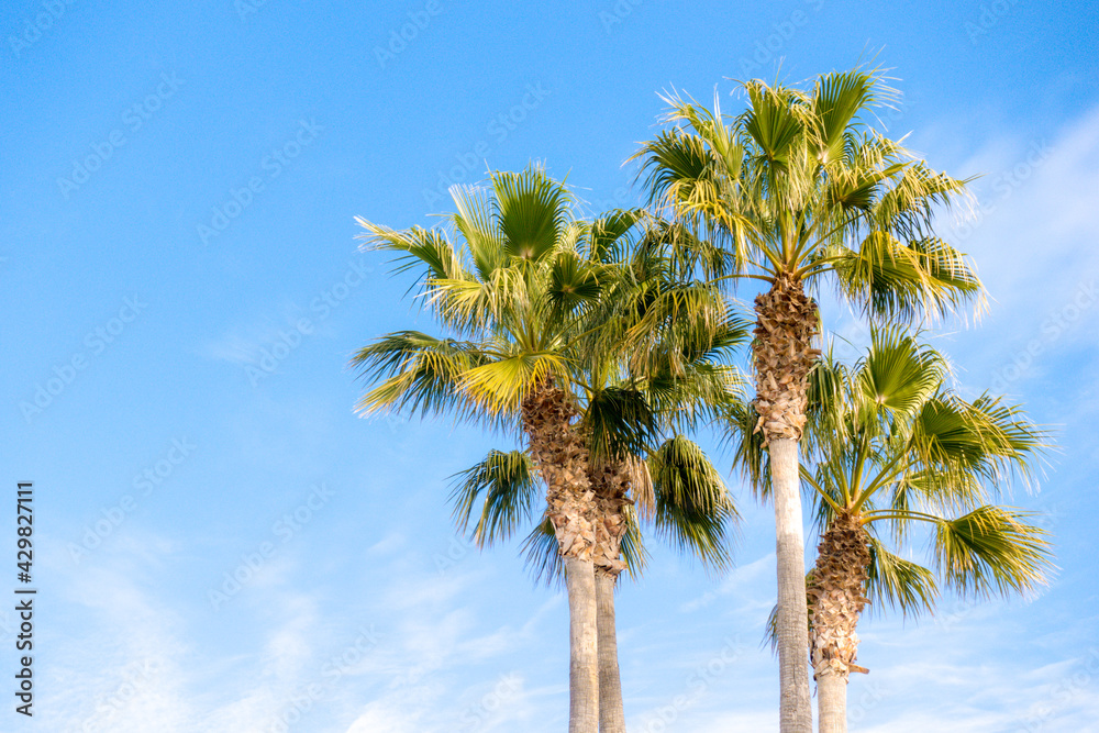 Three nice palm trees in blue sunny sky. Low angle view