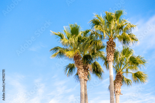 Three nice palm trees in blue sunny sky. Low angle view