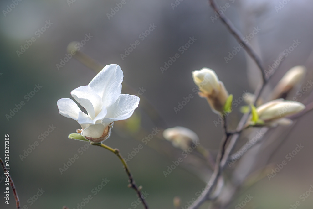 Obraz premium Spring flowers. Bright colors. A walk in the park. White Magnolia 