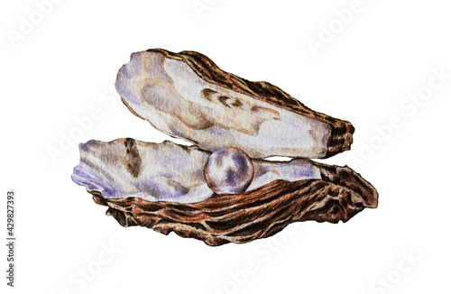 Pearl in the shell isolated on white background. Watercolor illustration. Hand drawn. Closeup. 