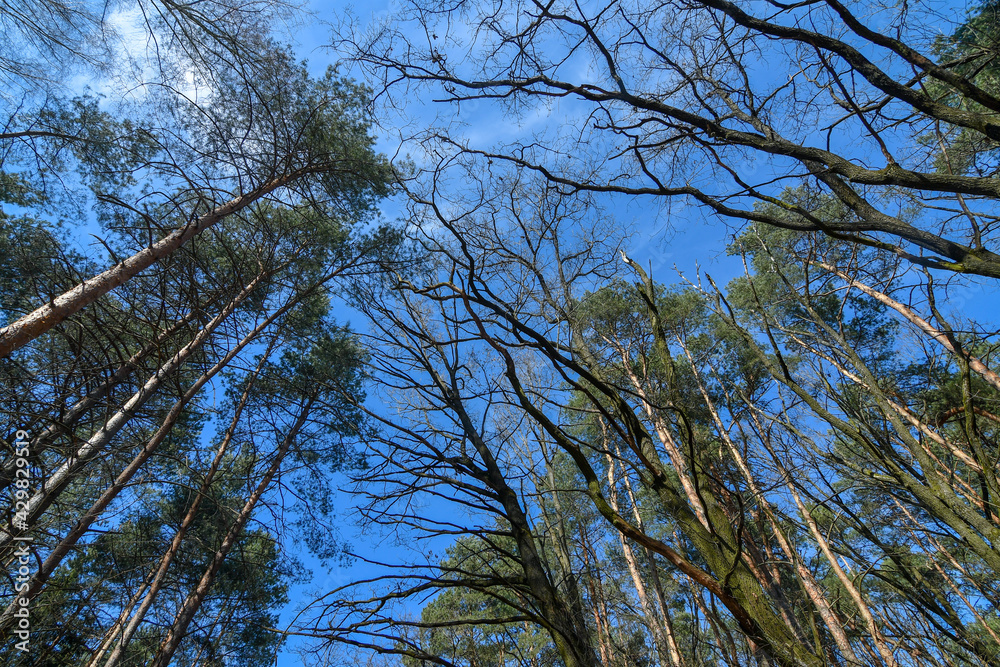 Fototapeta premium Tall trees against blue transparent sky at spring, wide angle view from bottom.