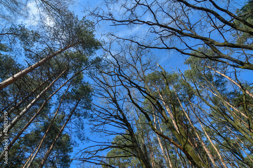 Tall trees against blue transparent sky at spring, wide angle view from bottom.