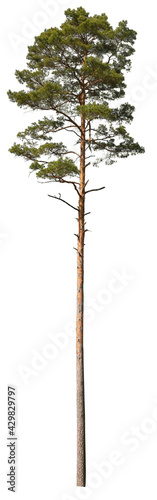 Scots Pine isolated on white background  evergreen tree cutout