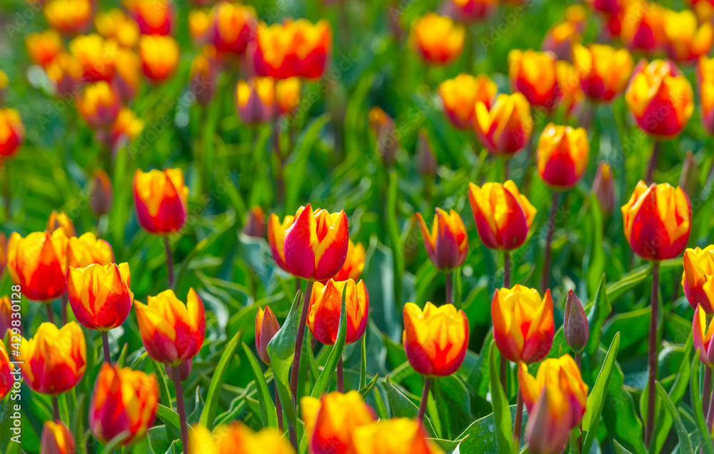 Colorful tulips in an agricultural field in sunlight below a blue cloudy sky in spring, Almere, Flevoland, The Netherlands, April 24, 2021 Colorful tulips in an agricultural field in sunlight below a blue cloudy sky in spring, Almere, Flevoland, The Netherlands, April 24, 2021