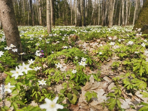 flowers in the woods