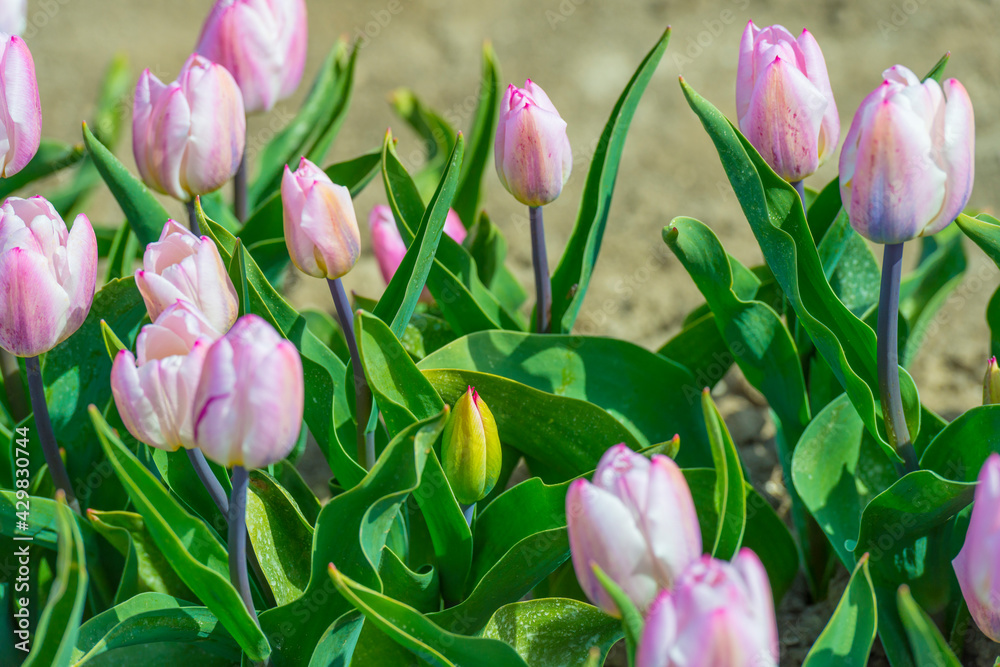 Fototapeta premium Colorful tulips in an agricultural field in sunlight below a blue cloudy sky in spring, Almere, Flevoland, The Netherlands, April 24, 2021