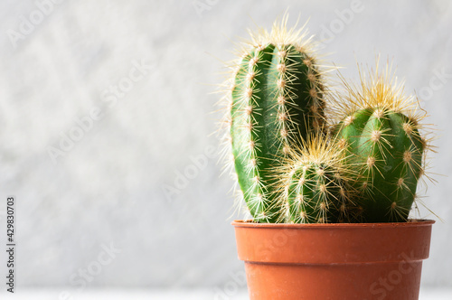 Succulent cactus in pot on white stone background, small decorative plant