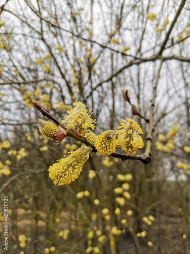 ash willow in the rain