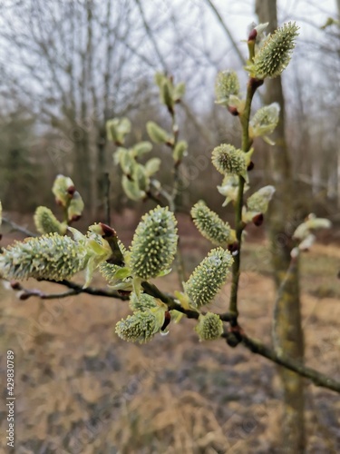 buds of a willow
