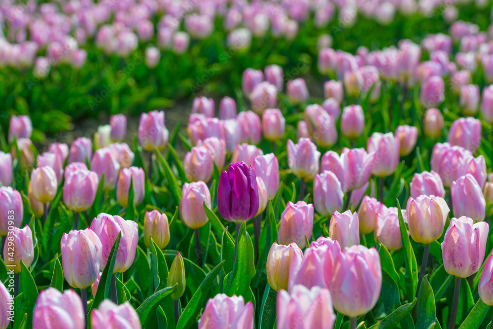 Fototapeta premium Colorful tulips in an agricultural field in sunlight below a blue cloudy sky in spring, Almere, Flevoland, The Netherlands, April 24, 2021
