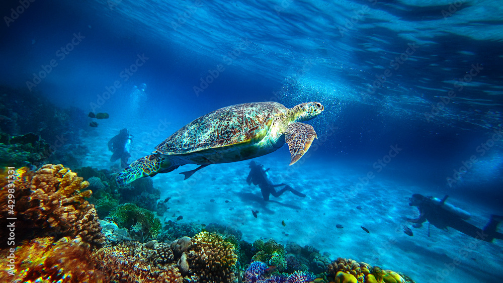 turtle swims underwater