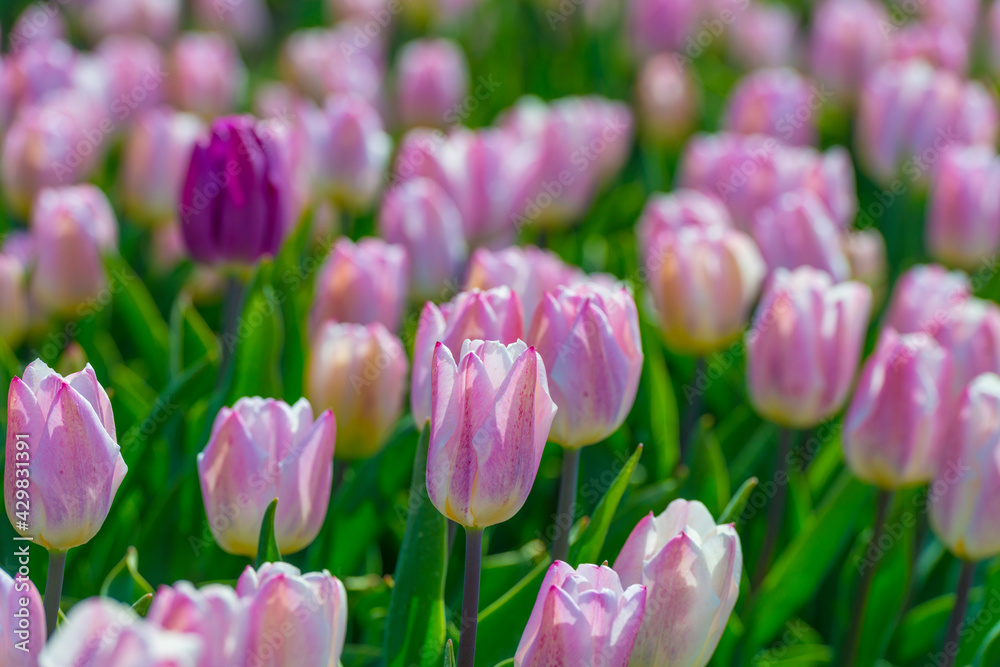 Colorful tulips in an agricultural field in sunlight below a blue cloudy sky in spring, Almere, Flevoland, The Netherlands, April 24, 2021 Colorful tulips in an agricultural field in sunlight below a blue cloudy sky in spring, Almere, Flevoland, The Netherlands, April 24, 2021