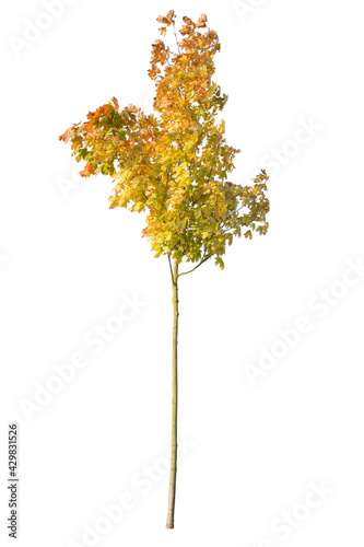 Autumnal deciduous yellow leafed tree isolated on white background photo
