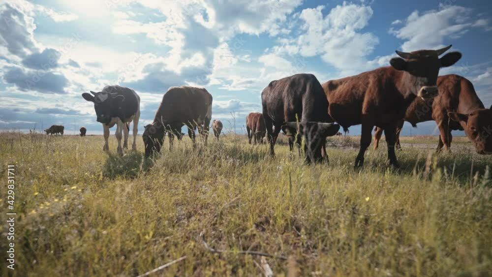 A herd of young bulls in the pasture. Ranch, farm animals. Cattle. Livestock business. Young beef for steaks. A herd of young bulls in the pasture. Ranch, farm animals. Cattle. Livestock business. Young beef for steaks.