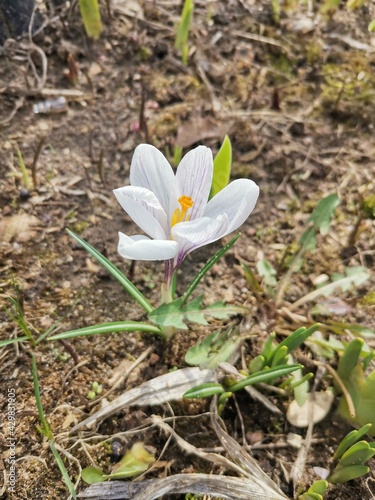 white crocus flowers