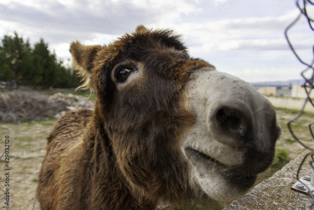 Fototapeta premium Donkey in field