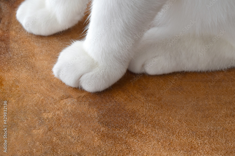 Cat paws on wood. Tabby cat sitting on wood with copy space at the bottom of photo. Cat paws on wood. Tabby cat sitting on wood with copy space at the bottom of photo.