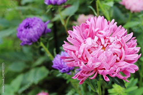 Pink flower aster