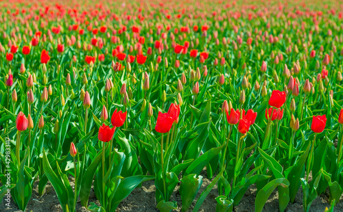 Colorful tulips in an agricultural field in sunlight below a blue cloudy sky in spring  Almere  Flevoland  The Netherlands  April 24  2021