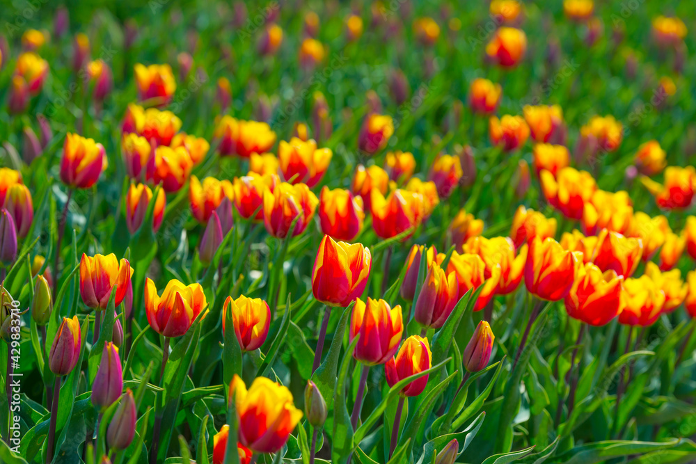 Colorful tulips in an agricultural field in sunlight below a blue cloudy sky in spring, Almere, Flevoland, The Netherlands, April 24, 2021 Colorful tulips in an agricultural field in sunlight below a blue cloudy sky in spring, Almere, Flevoland, The Netherlands, April 24, 2021