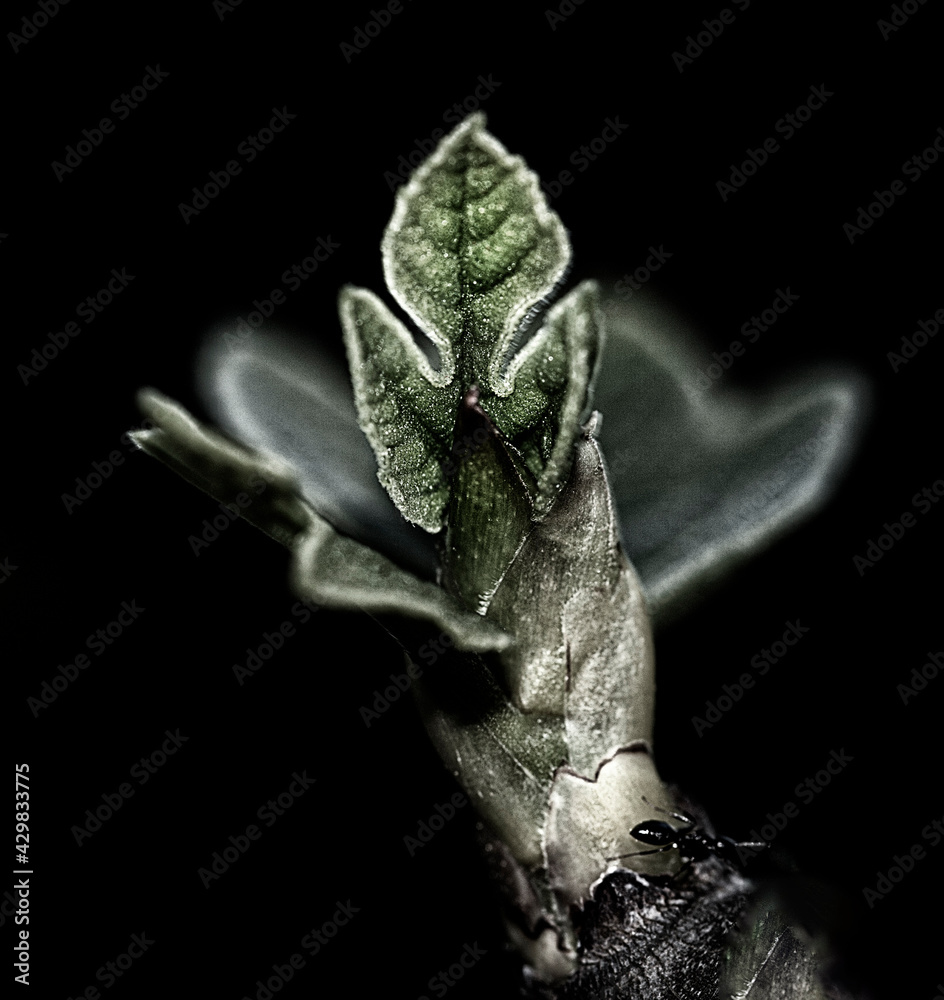 Obraz premium Hoja higuera