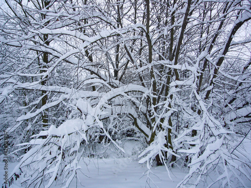 snow covered trees in winter