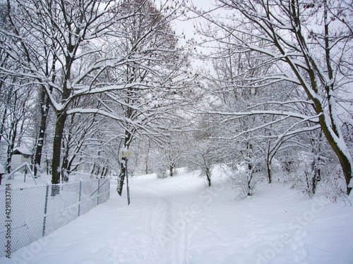 snow covered trees