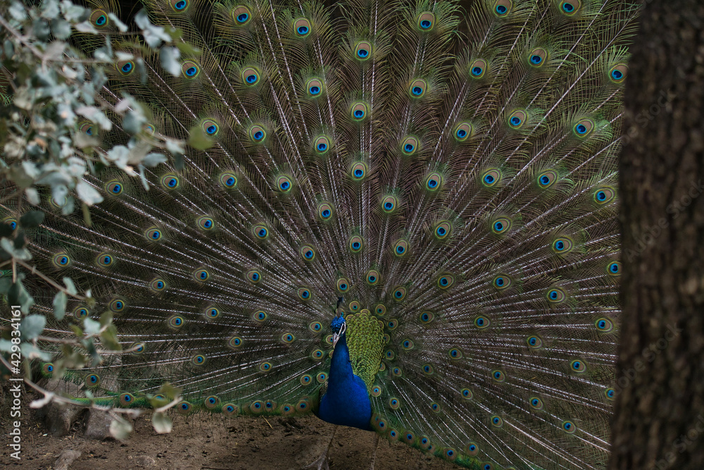 Obraz premium peacock displaying its plumage in a natural park and animal reserve, located in the Sierra de Aitana, Alicante, Spain