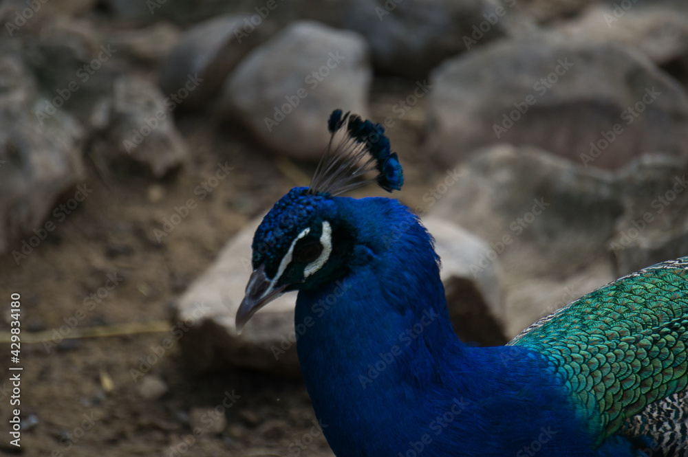 peacock displaying its plumage in a natural park and animal reserve, located in the Sierra de Aitana, Alicante, Spain.