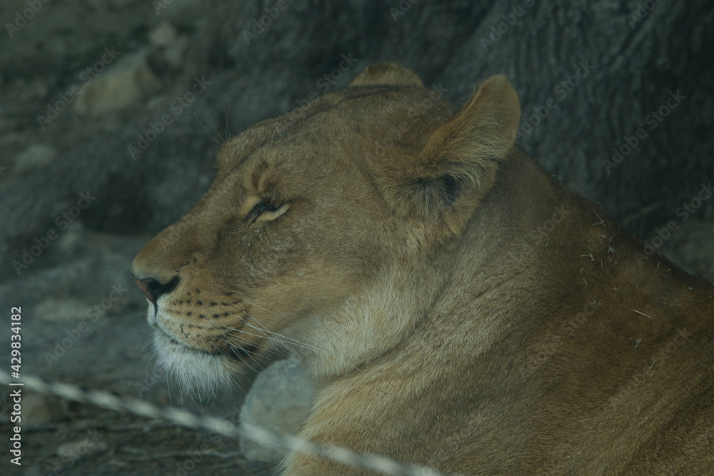 Fototapeta premium lions resting in the grass in a natural park and animal reserve, located in the Sierra de Aitana, Alicante, Spain