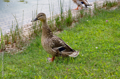 A brown duck at a lake