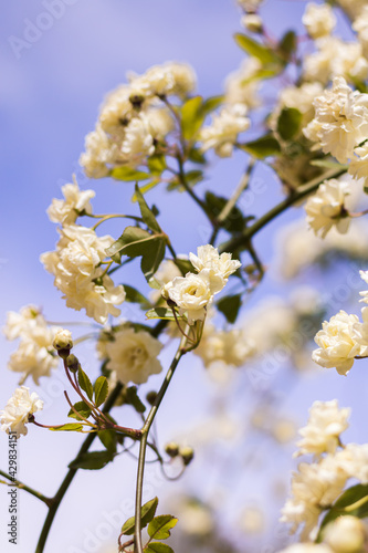 Gros plan sur un rosier de Lady Banks (Rosa banksiae) en fleurs au printemps