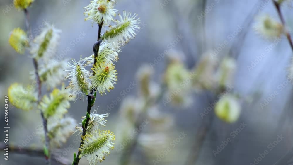 Spring blossoming Salix caprea branches with golden catkins. Pussy willow trees or goat willow in spring sunny day. Nature in springtime, Easter Spring blossoming Salix caprea branches with golden catkins. Pussy willow trees or goat willow in spring sunny day. Nature in springtime, Easter