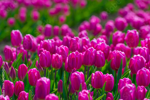 Colorful tulips in an agricultural field in sunlight below a blue cloudy sky in spring, Almere, Flevoland, The Netherlands, April 24, 2021