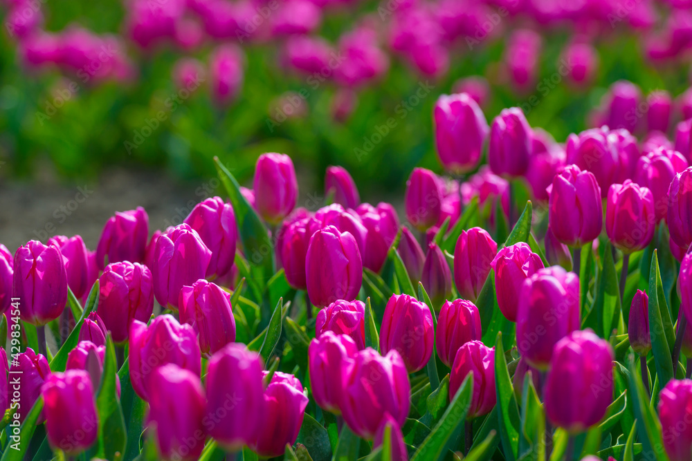 Colorful tulips in an agricultural field in sunlight below a blue cloudy sky in spring, Almere, Flevoland, The Netherlands, April 24, 2021 Colorful tulips in an agricultural field in sunlight below a blue cloudy sky in spring, Almere, Flevoland, The Netherlands, April 24, 2021