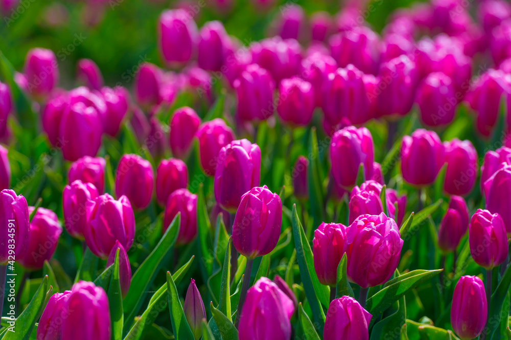 Colorful tulips in an agricultural field in sunlight below a blue cloudy sky in spring, Almere, Flevoland, The Netherlands, April 24, 2021 Colorful tulips in an agricultural field in sunlight below a blue cloudy sky in spring, Almere, Flevoland, The Netherlands, April 24, 2021
