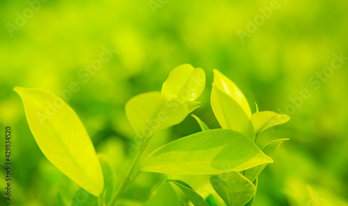 Beautiful nature view of green leaf on blurred. green leaves in the garden with soft sunlight. copy space for text using as summer background natural green plants landscape, ecology, fresh.