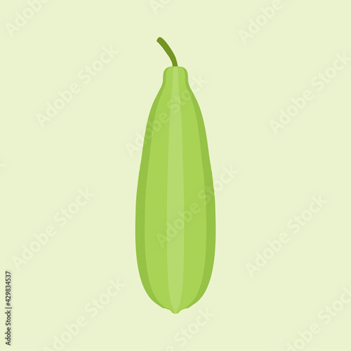 luffa flat design vector illustration. Loofah (Luffa acutangula), or sponge gourd, vegan plant. Hand drawn botanical vector illustration. Loffa vegetarian plant. Vegetable vector illustration