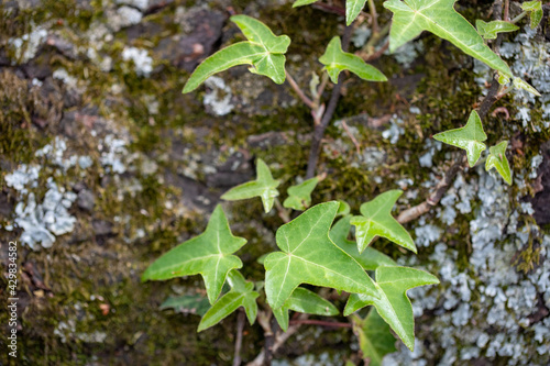 English ivy on a tree trunk in early spring in southern Maryland Calvert county USA 